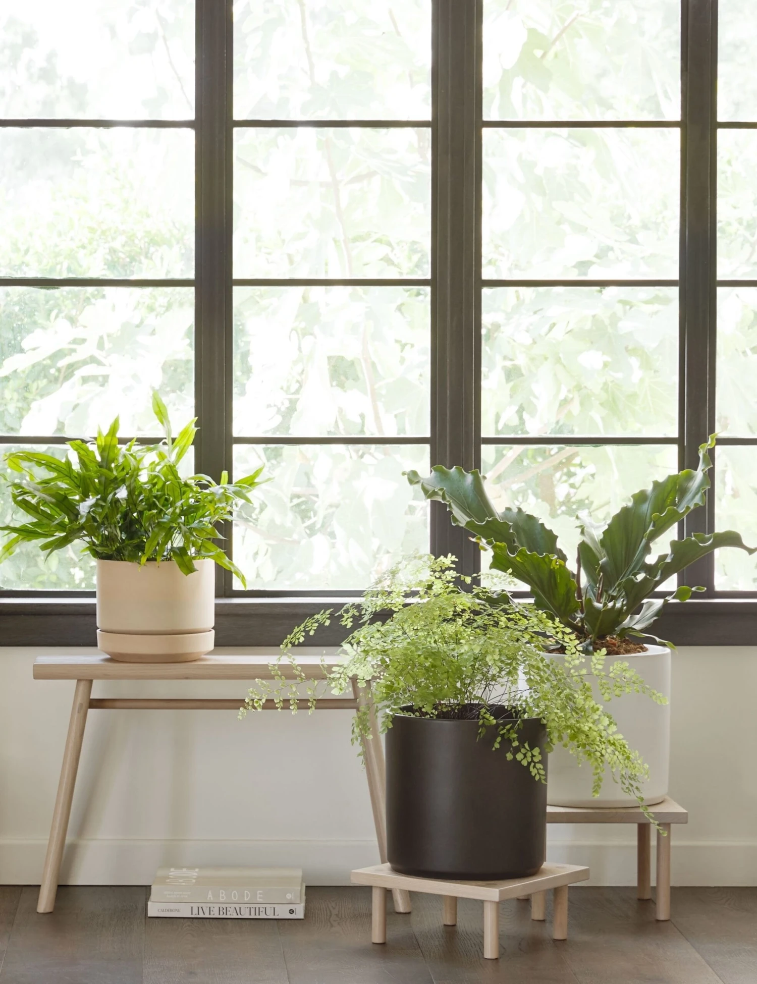 Yucca Stand By Sun At Six 4 Yucca Stand By Sun At Six - Image 2